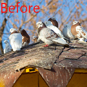 Bird Spikes for Pigeons Small Birds,Stainless Steel Bird Spikes -No More Bird Nests & Poop-Disassembled Spikes 10 Strips supplier